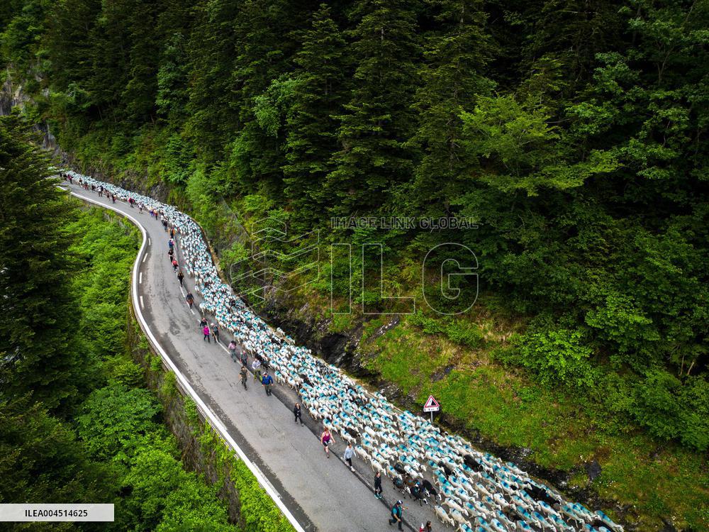 Traditional Annual Transhumance - France