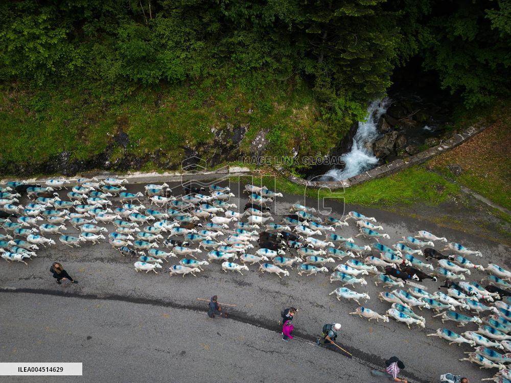 Traditional Annual Transhumance - France