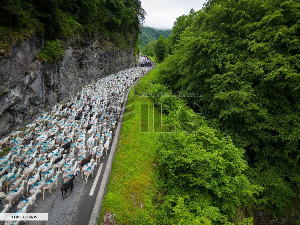 Traditional Annual Transhumance - France