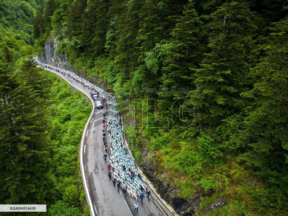 Traditional Annual Transhumance - France