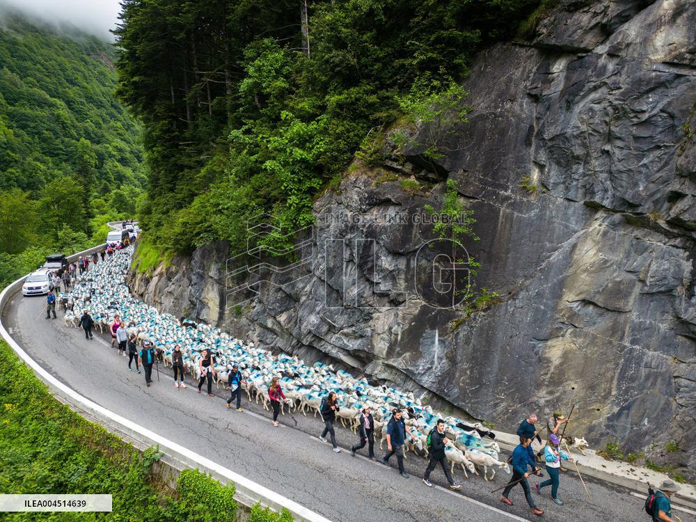 Traditional Annual Transhumance - France