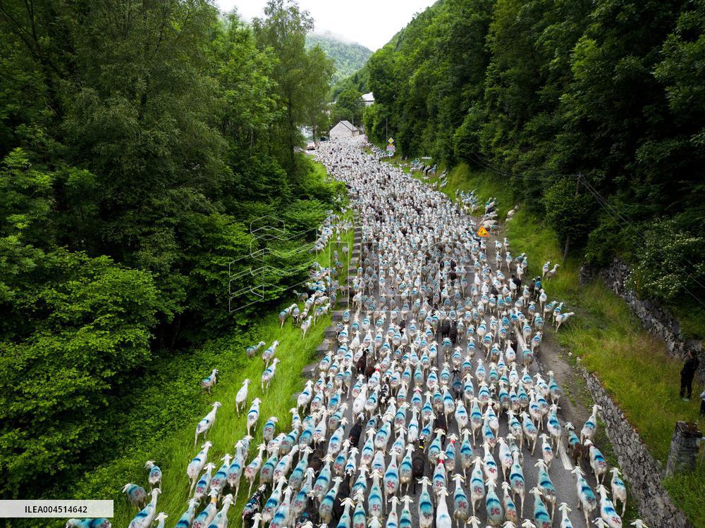 Traditional Annual Transhumance - France