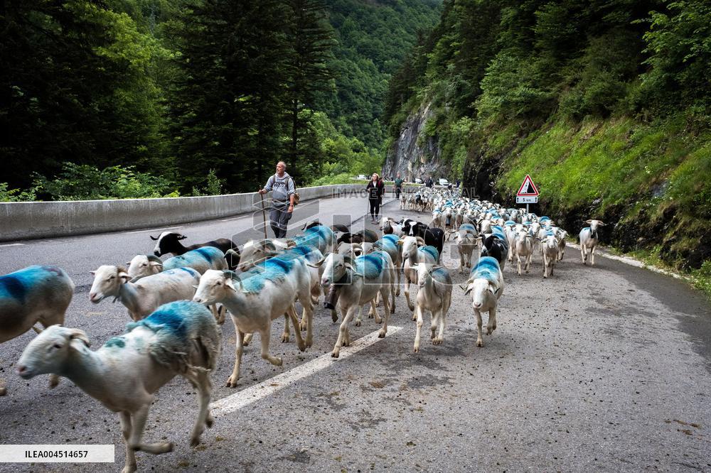 Traditional Annual Transhumance - France