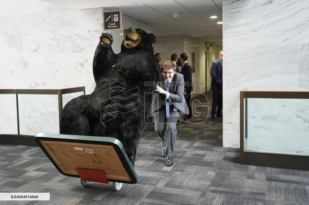 Kodak the Bear on Capitol Hill - Washington