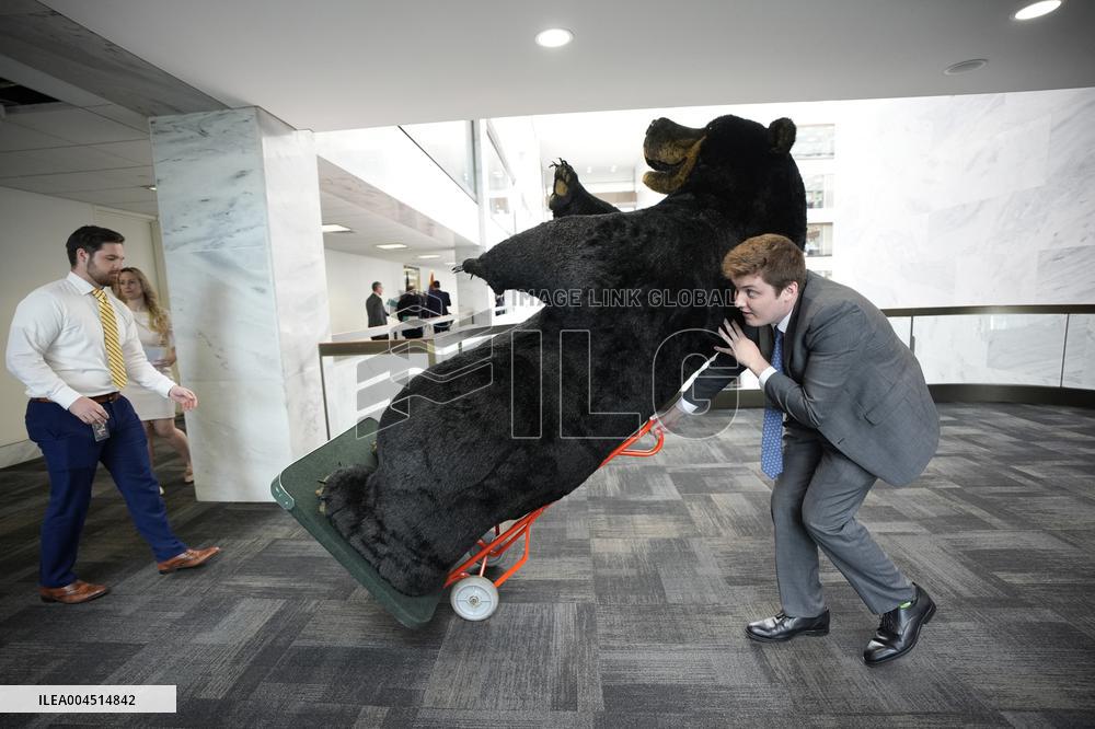 Kodak the Bear on Capitol Hill - Washington