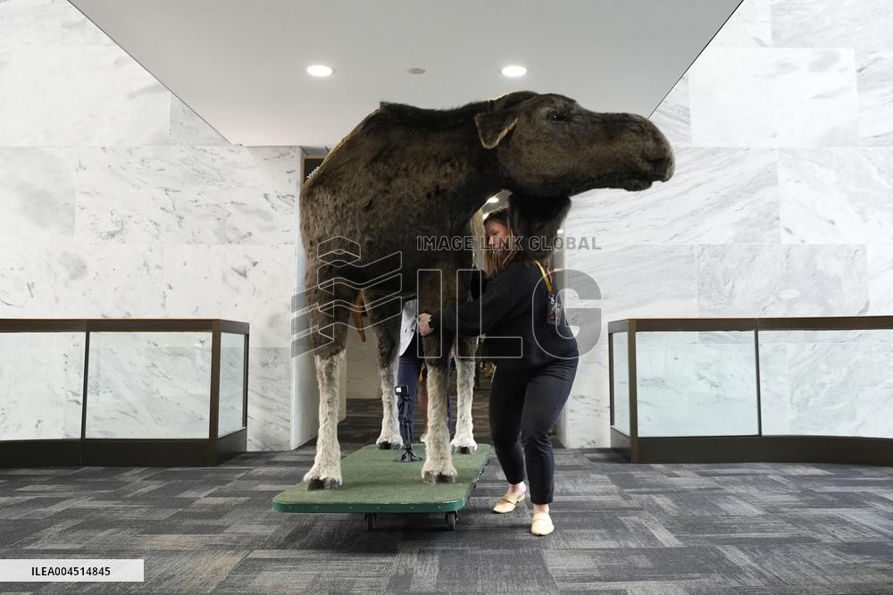 Marty the Moose on Capitol Hill - Washington