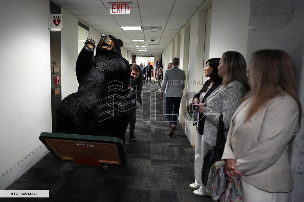 Kodak the Bear on Capitol Hill - Washington