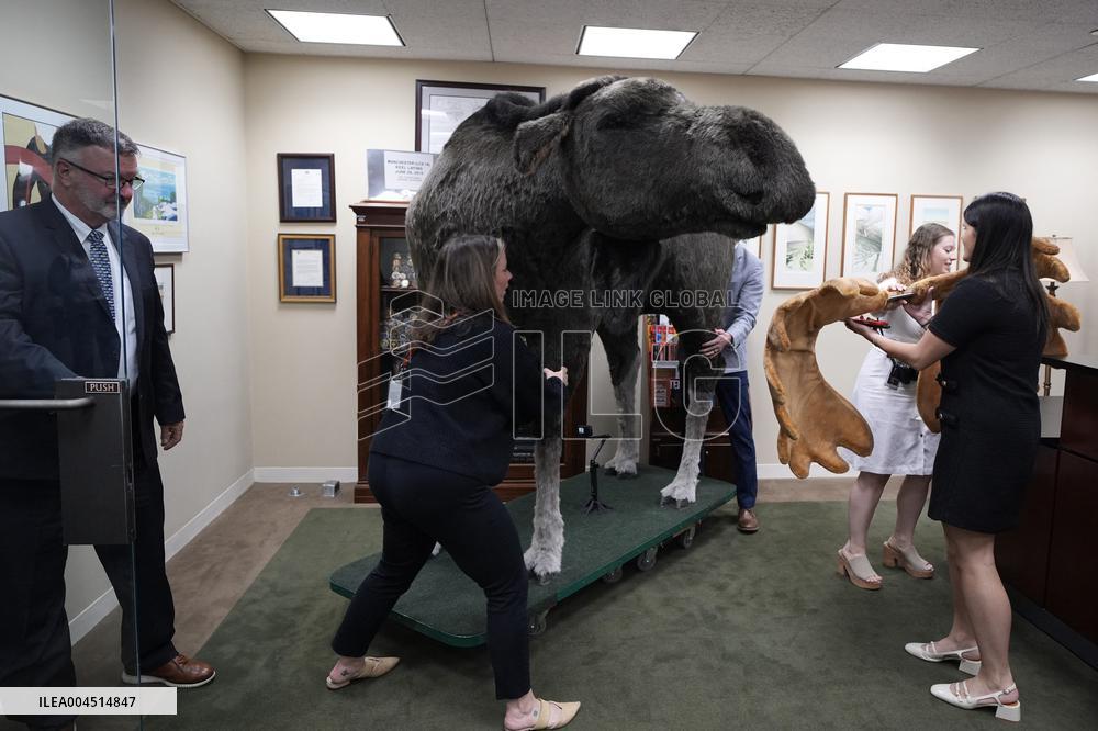 Marty the Moose on Capitol Hill - Washington