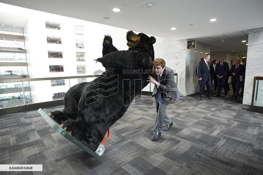 Kodak the Bear on Capitol Hill - Washington