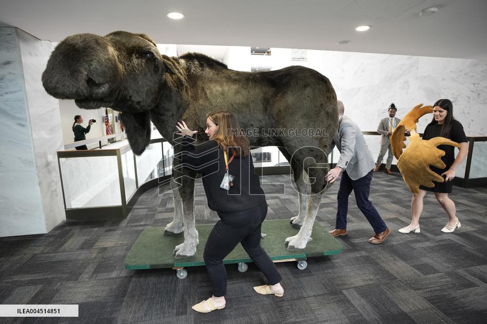 Marty the Moose on Capitol Hill - Washington