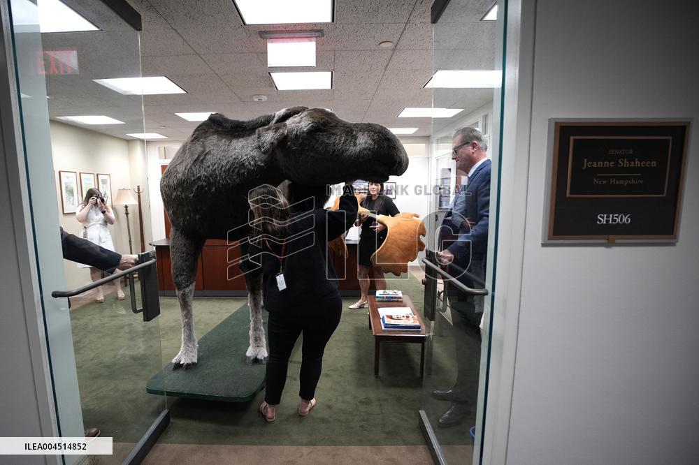 Marty the Moose on Capitol Hill - Washington