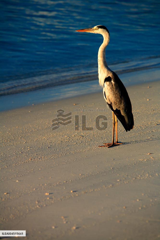 Illustration - Maldives