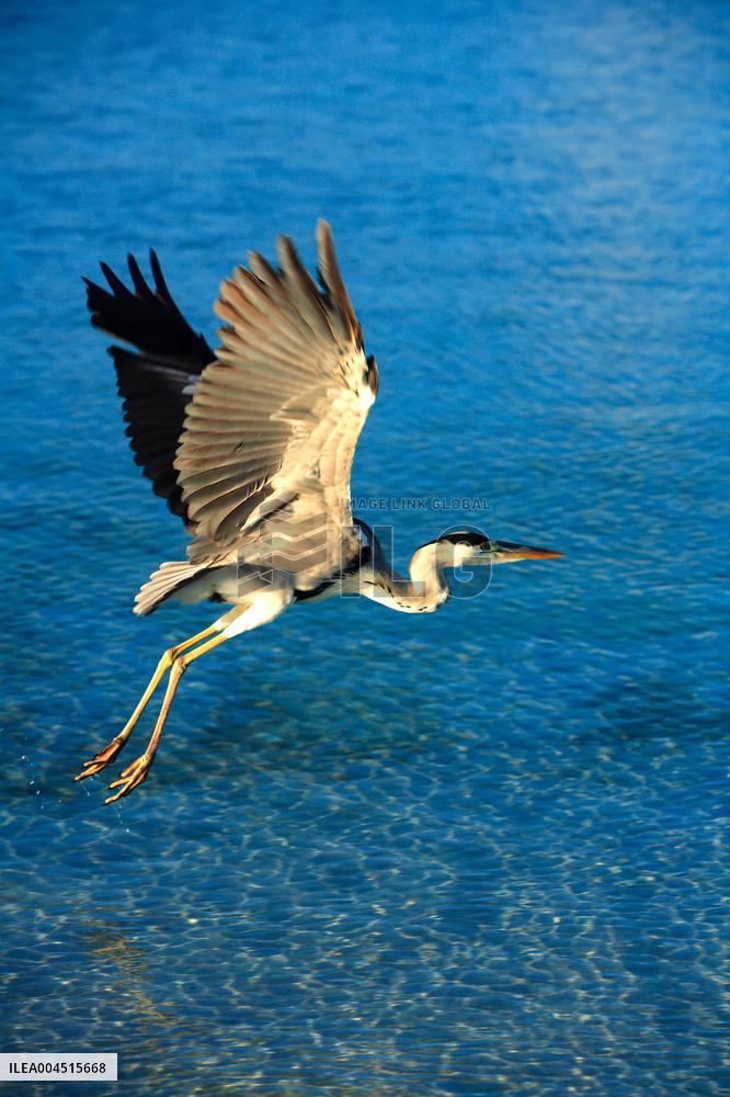 Illustration - Maldives