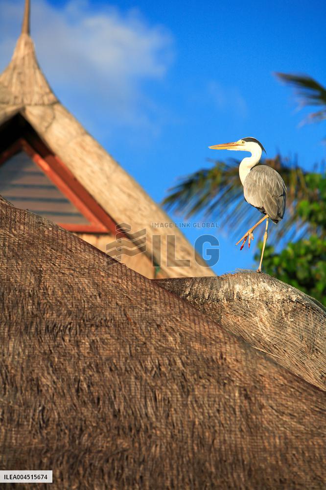 Illustration - Maldives