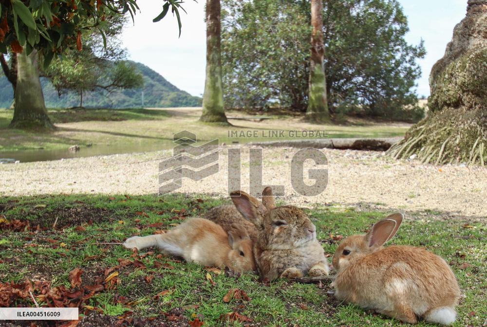 Undomesticated rabbits on western Japan island