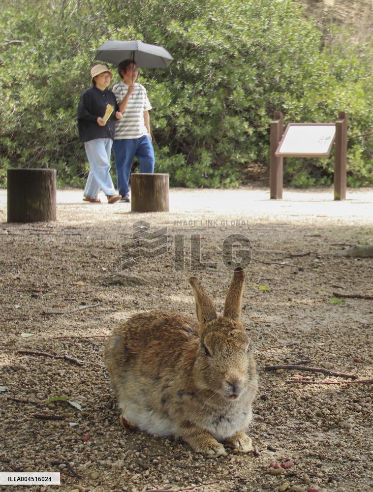 Undomesticated rabbits on western Japan island