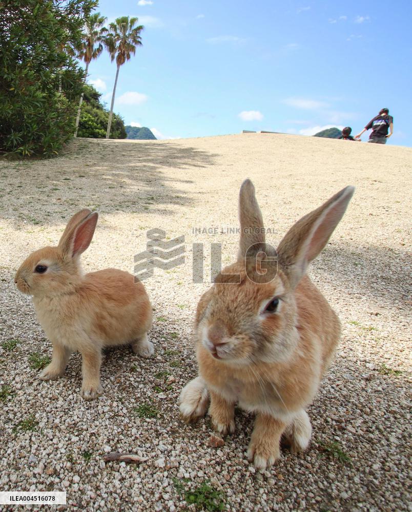 Undomesticated rabbits on western Japan island