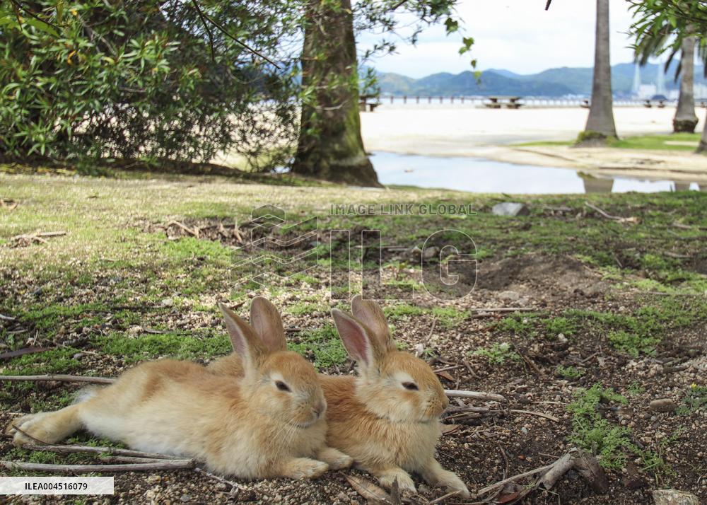 Undomesticated rabbits on western Japan island
