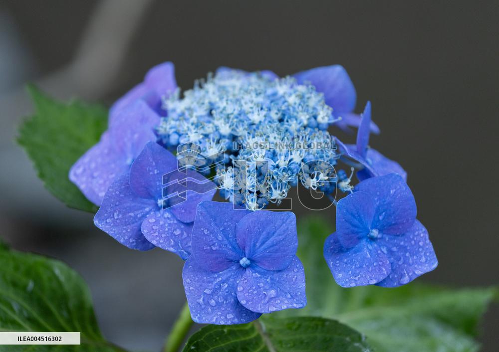 Seasonal flowers Hydrangea