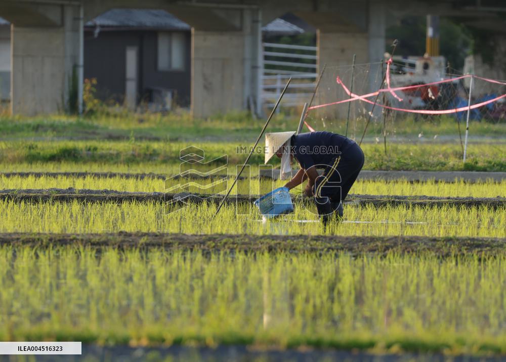 Agriculture Rice planting