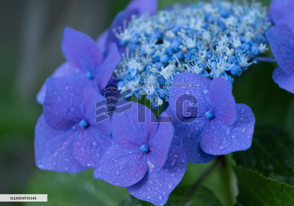 Seasonal flowers Hydrangea