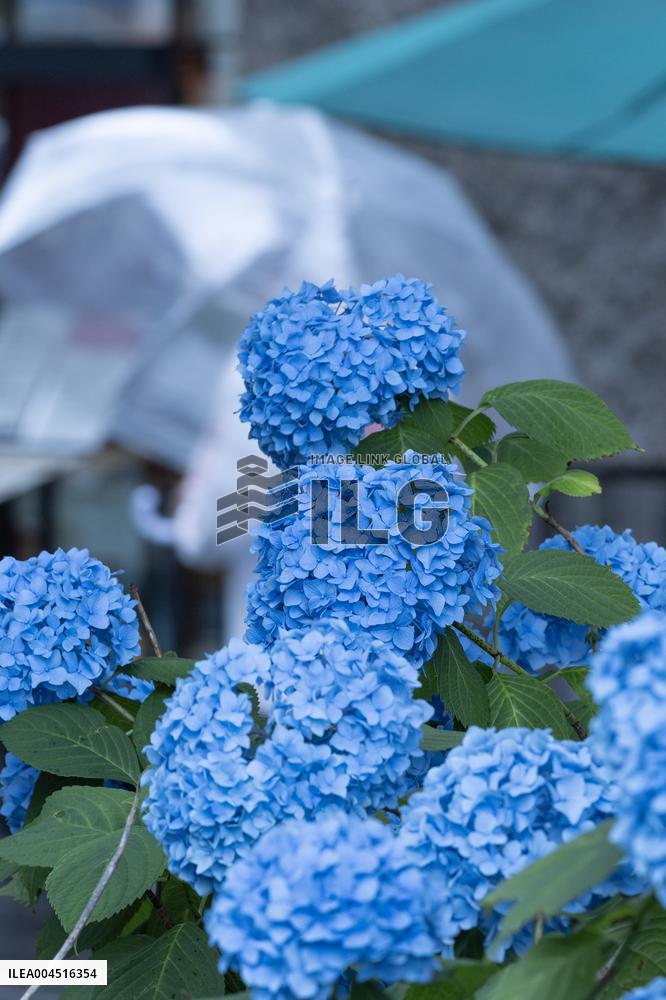 Seasonal flowers Hydrangea