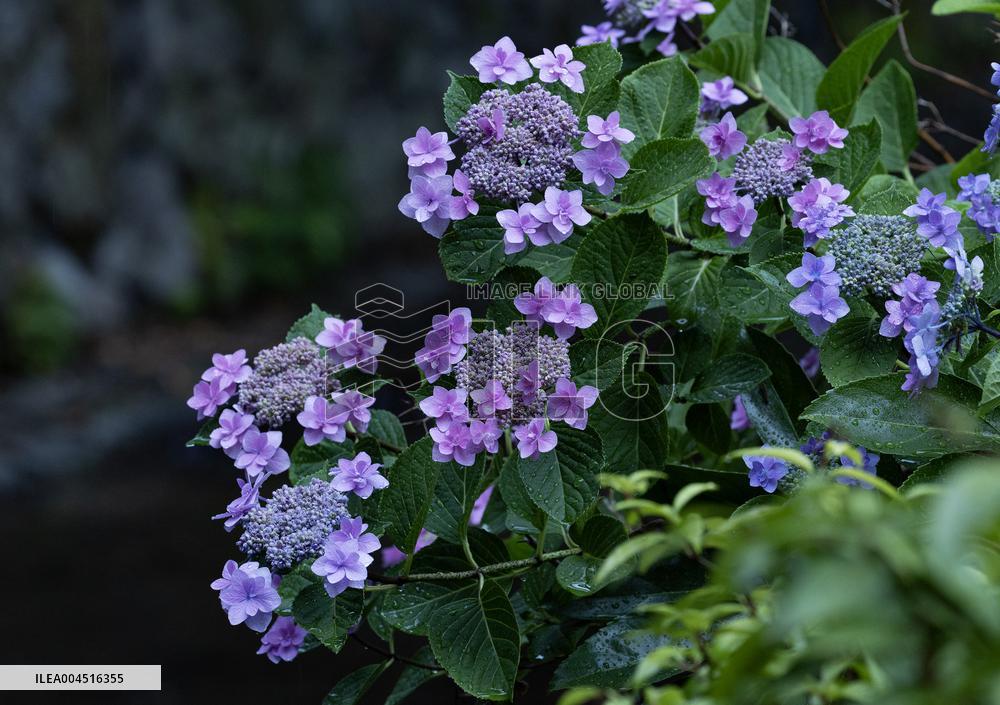 Seasonal flowers Hydrangea