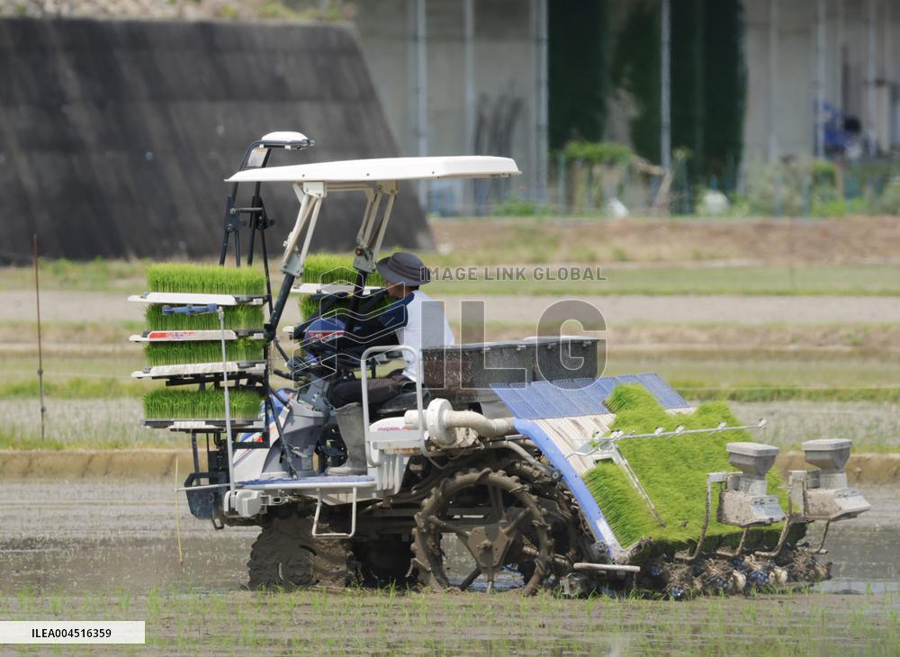Agriculture Rice planting