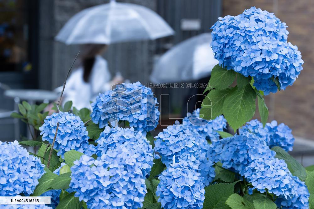 Seasonal flowers Hydrangea