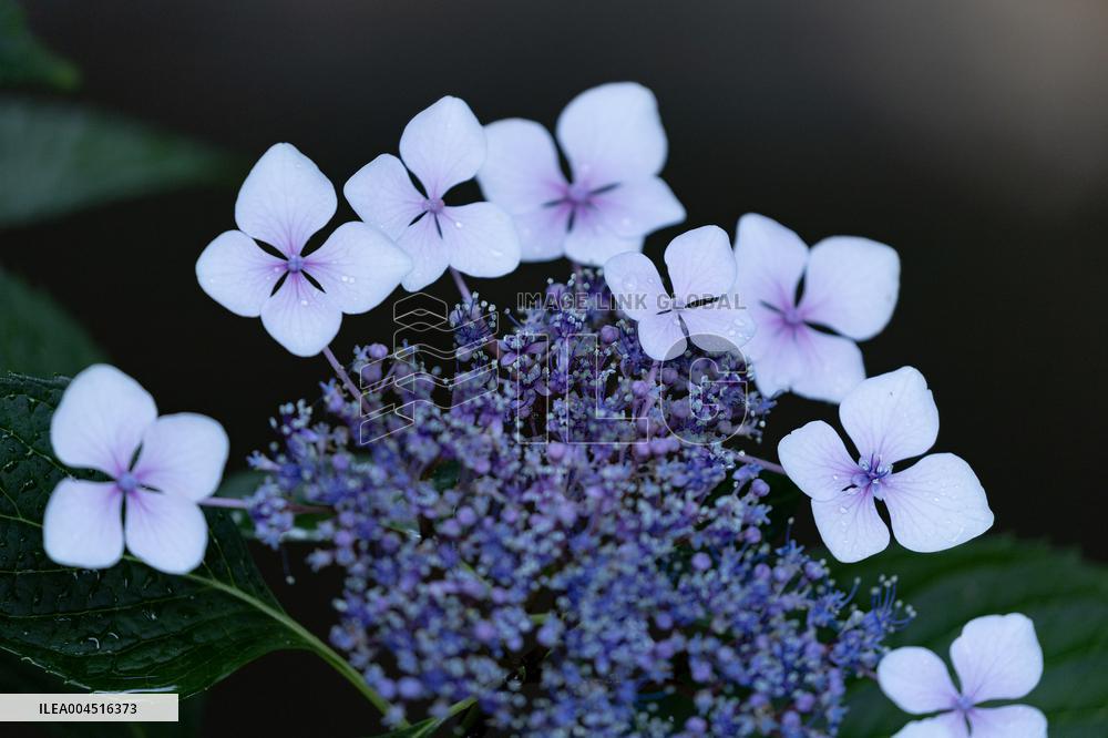 Seasonal flowers Hydrangea