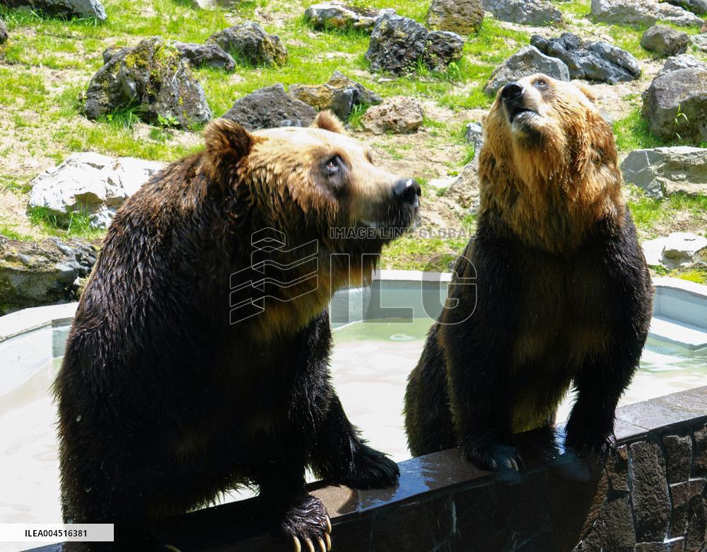 Brown bears at northern Japan zoo