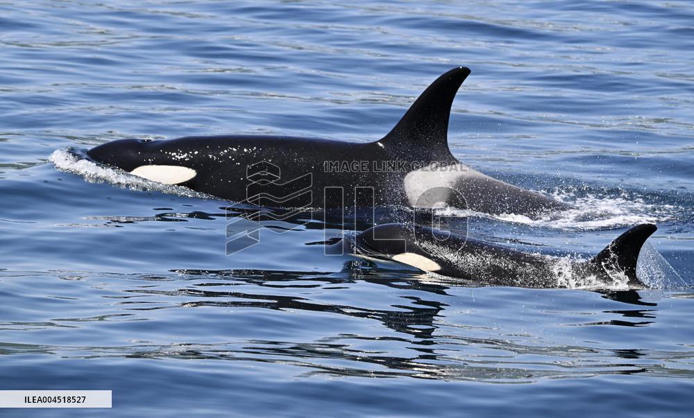 Killer whales off Hokkaido