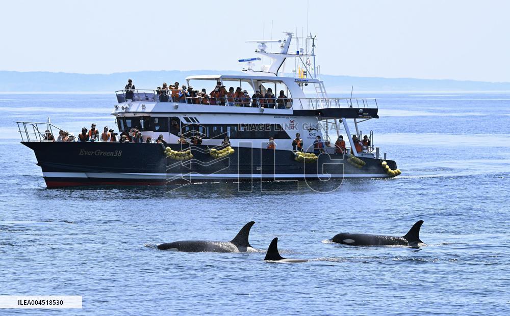Killer whales off Hokkaido