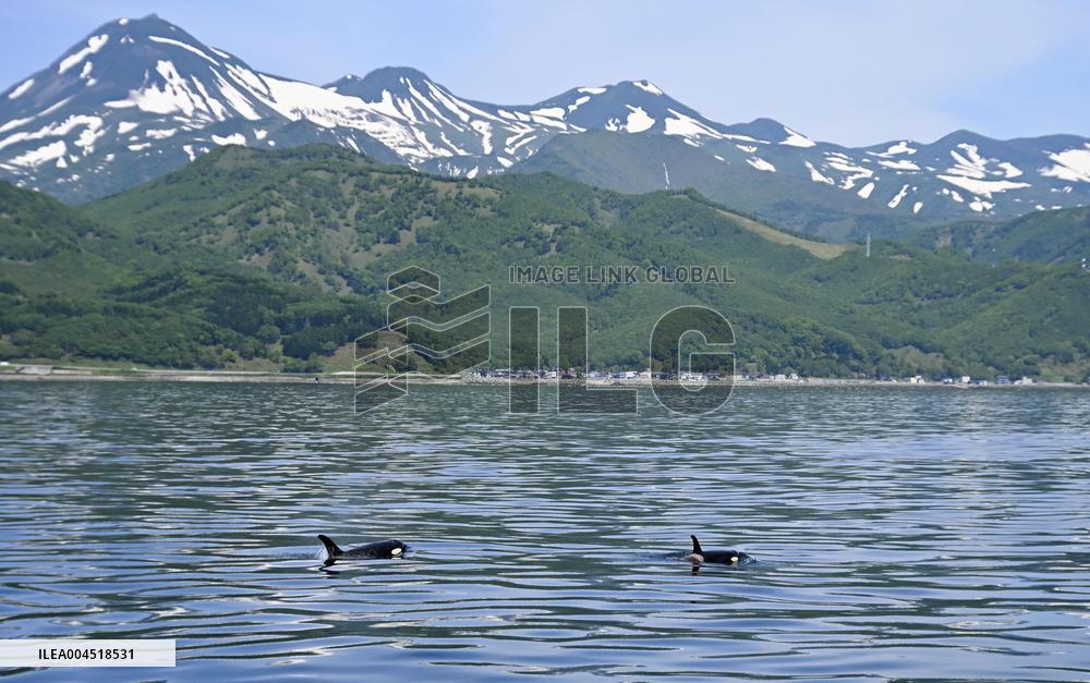 Killer whales off Hokkaido