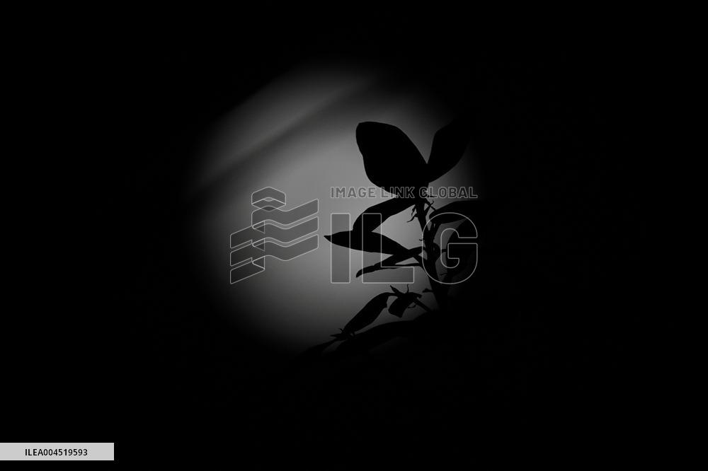 Strawberry Moon The Last Full Moon of Spring 2025 - India