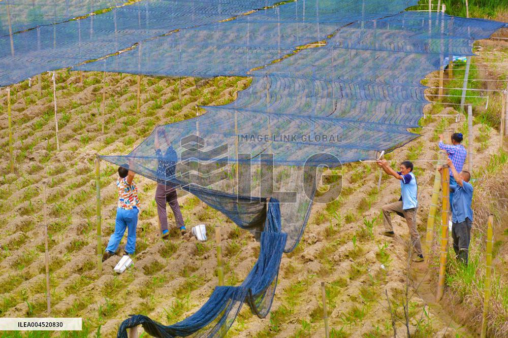 Ginger Planting Base in Anqing