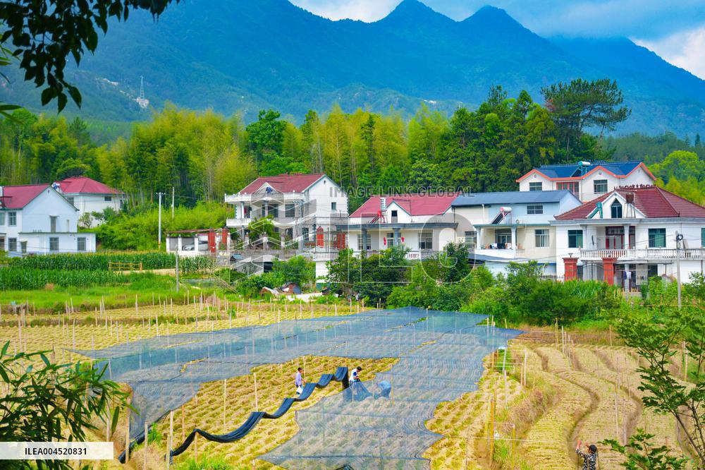 Ginger Planting Base in Anqing