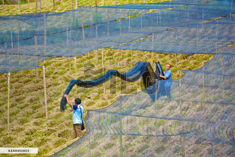 Ginger Planting Base in Anqing