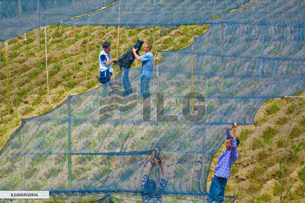 Ginger Planting Base in Anqing