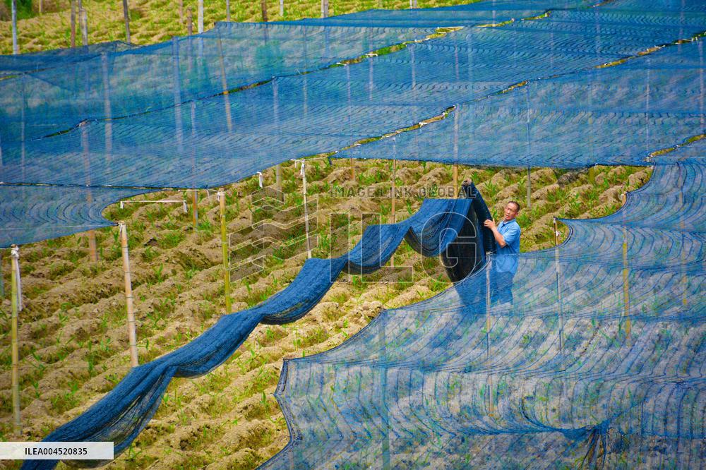 Ginger Planting Base in Anqing