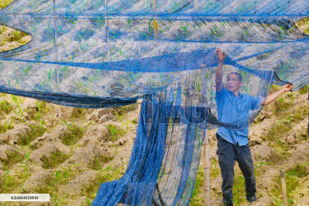Ginger Planting Base in Anqing