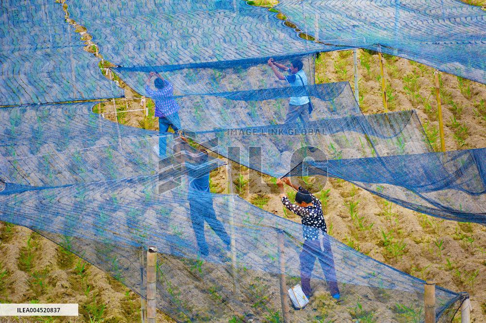 Ginger Planting Base in Anqing