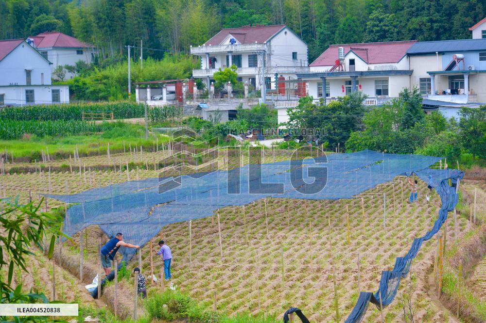 Ginger Planting Base in Anqing