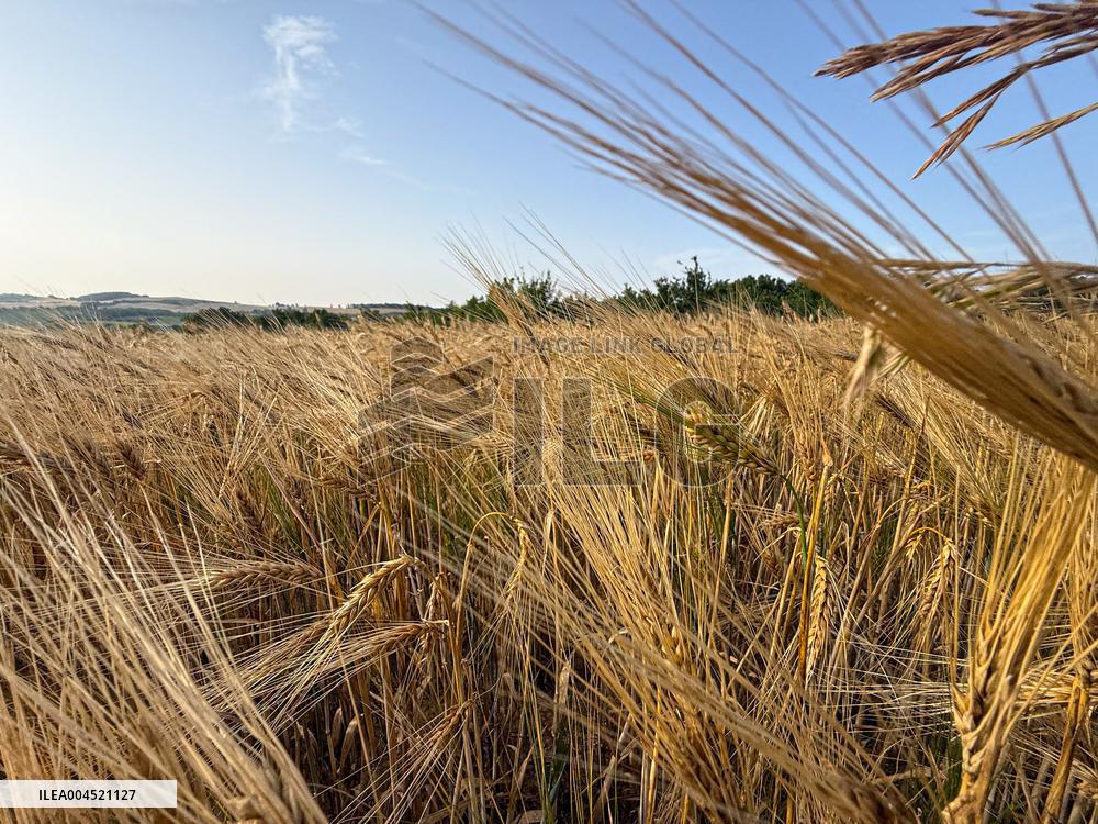 Wheat Field Illustration - France