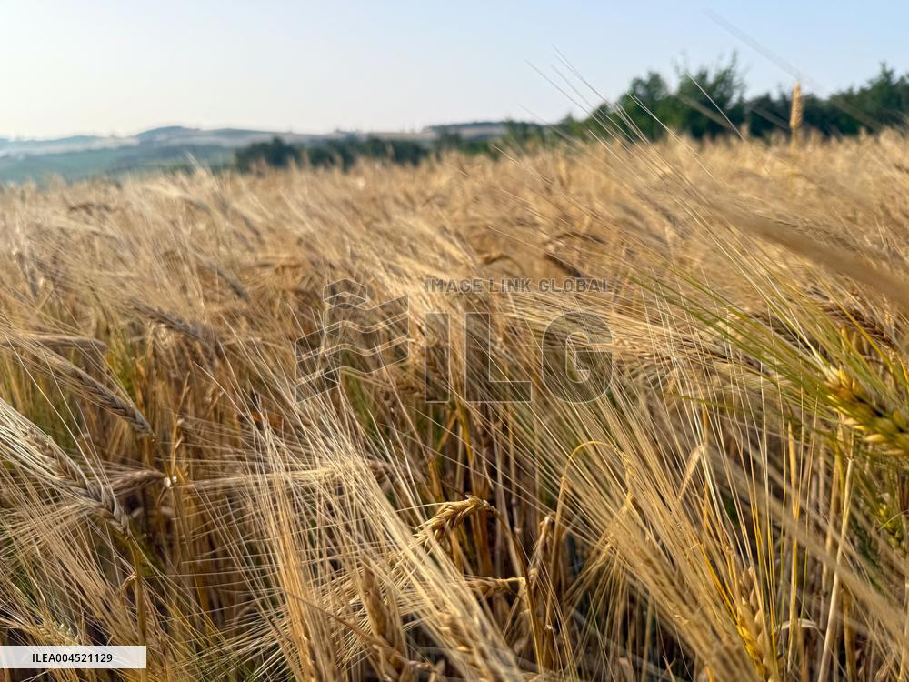 Wheat Field Illustration - France
