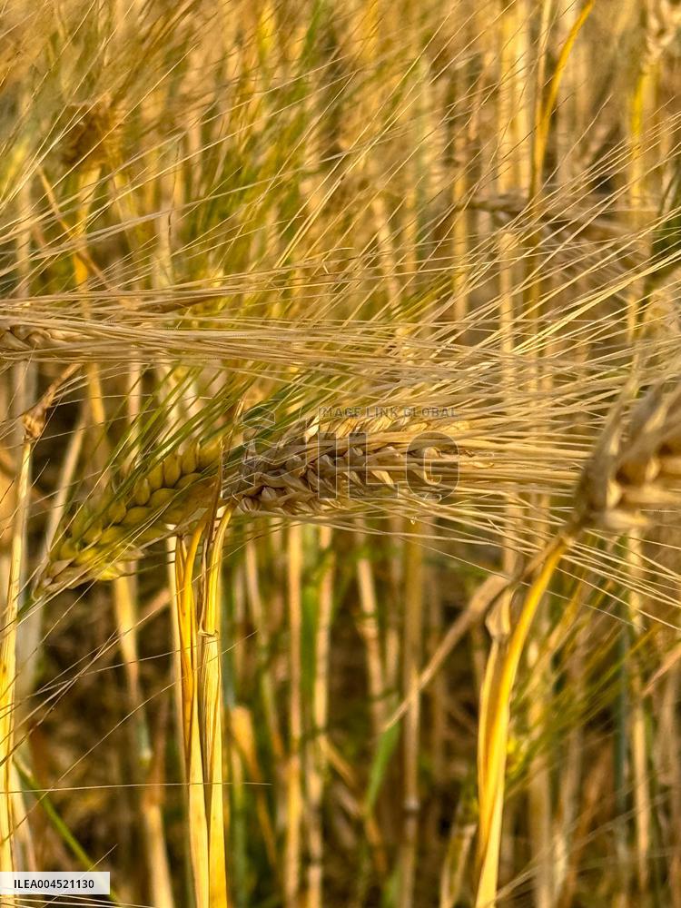 Wheat Field Illustration - France