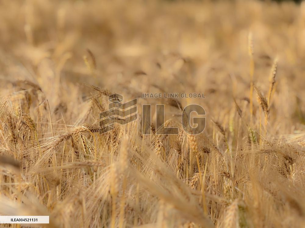Wheat Field Illustration - France