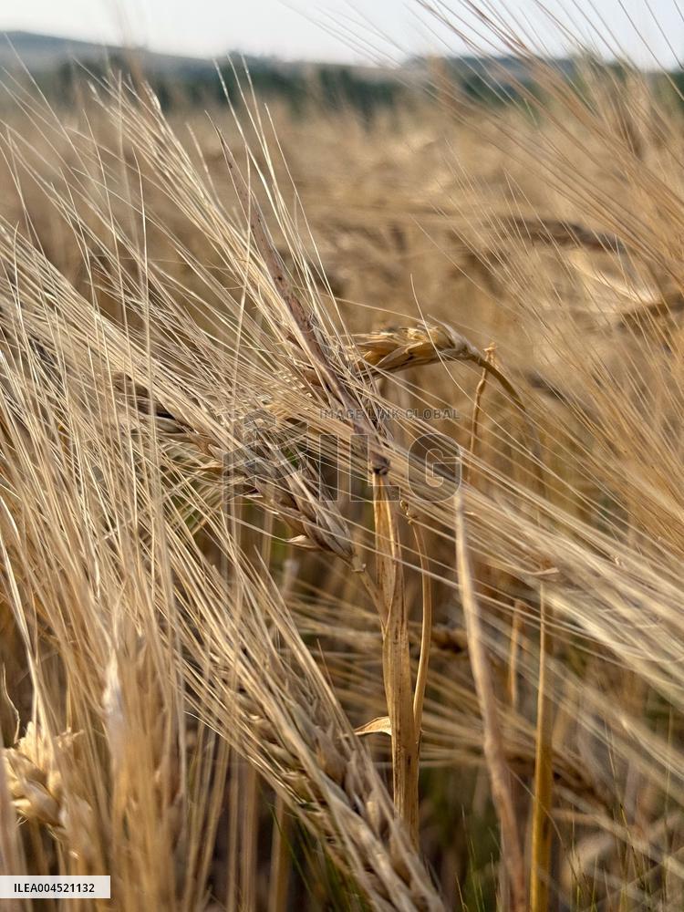 Wheat Field Illustration - France