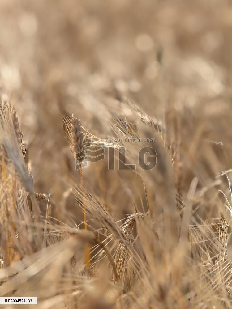 Wheat Field Illustration - France