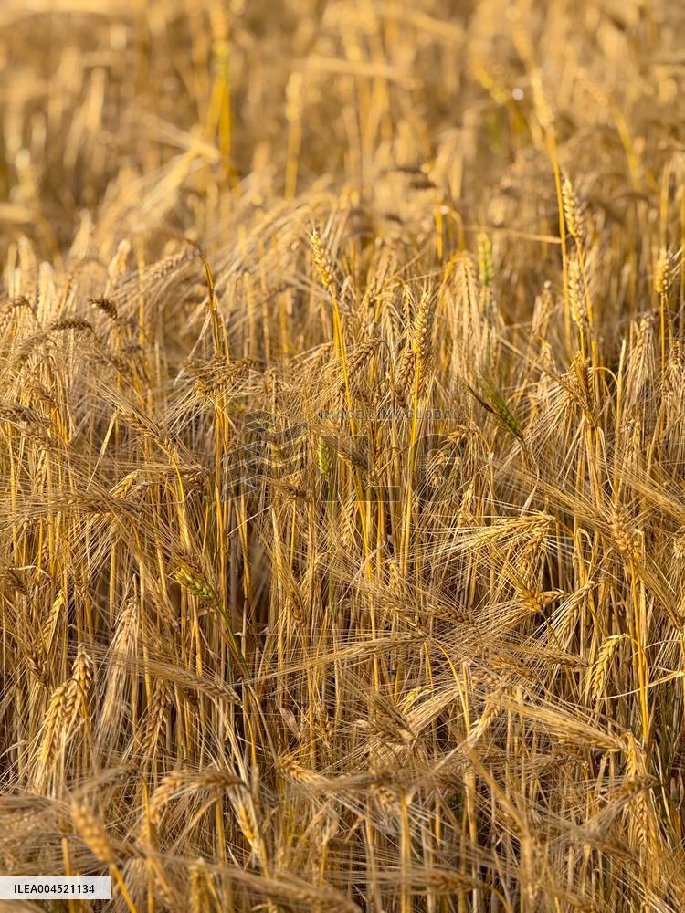 Wheat Field Illustration - France